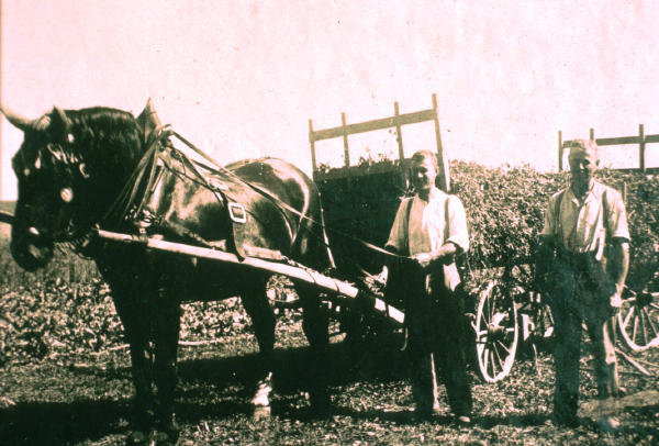 v.l. Ernst Müller und Heinrich Moor mit Pferdegespann