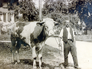 Foto 1918
Johann Heinrich Moor (Vetter Heiri) mit Muni.