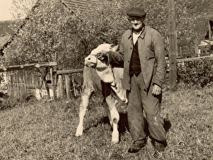 Foto 1980
Adolf Volkart mit Kalb in der Grafschaft