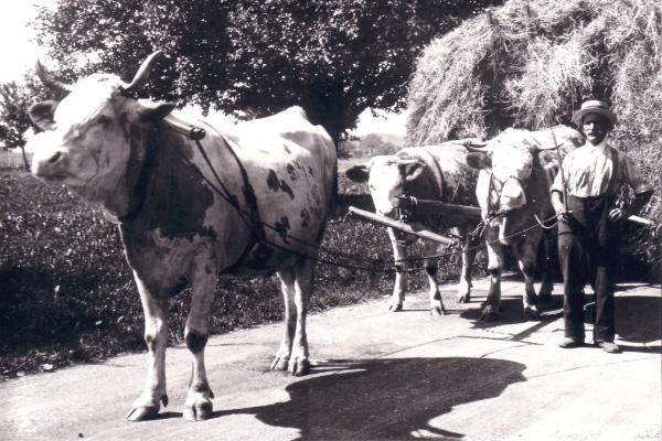 Foto ca. 1932
E. Schuppisser mit Ochsengespann
