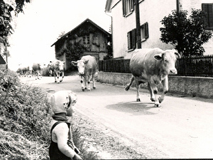 Von der Weide heimkehrendes Vieh auf der Bachenbülacherstrasse.