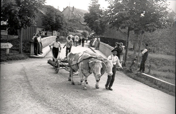 Schnittersunntig-Umzug: Das Kuhgespann mit Pflug an der oberen Glattbrücke.