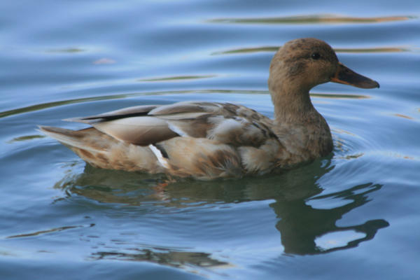 Gänsesäger