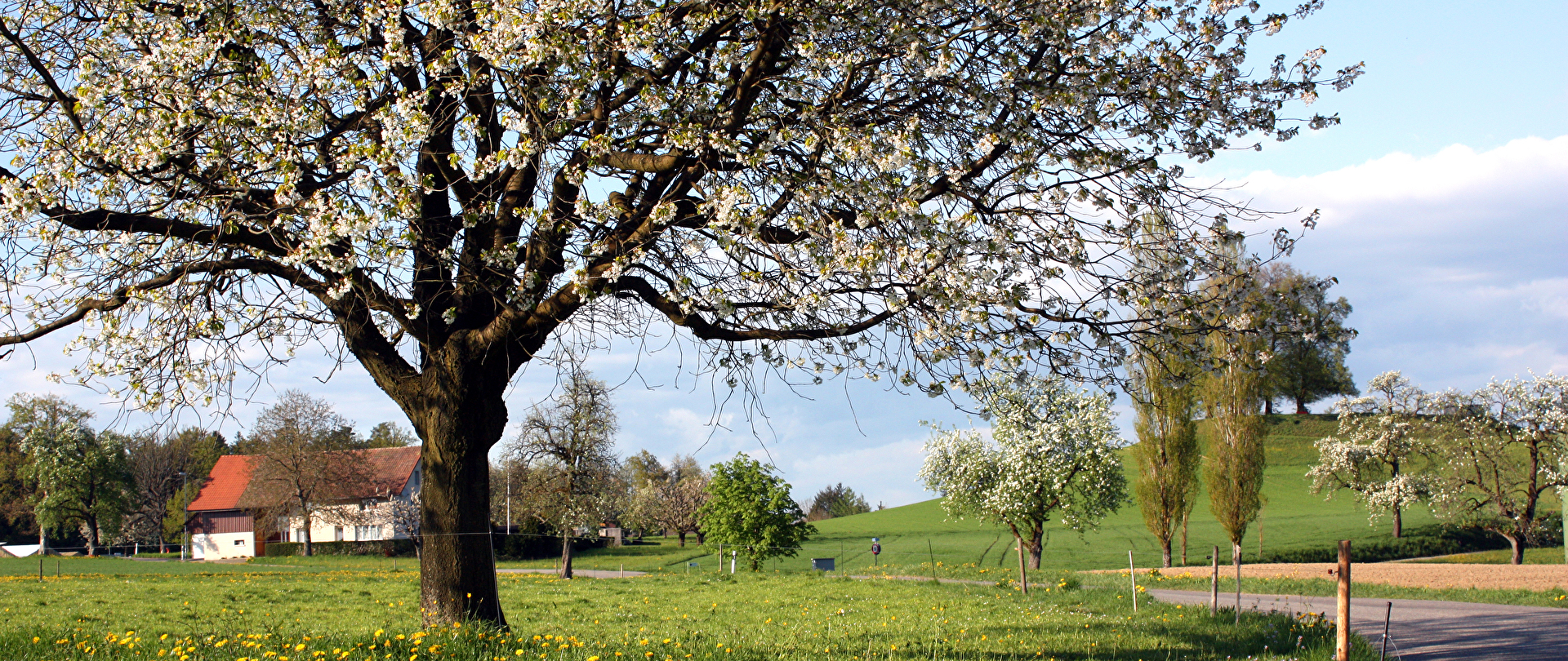 Frühlingsbild mit blühendem Baum