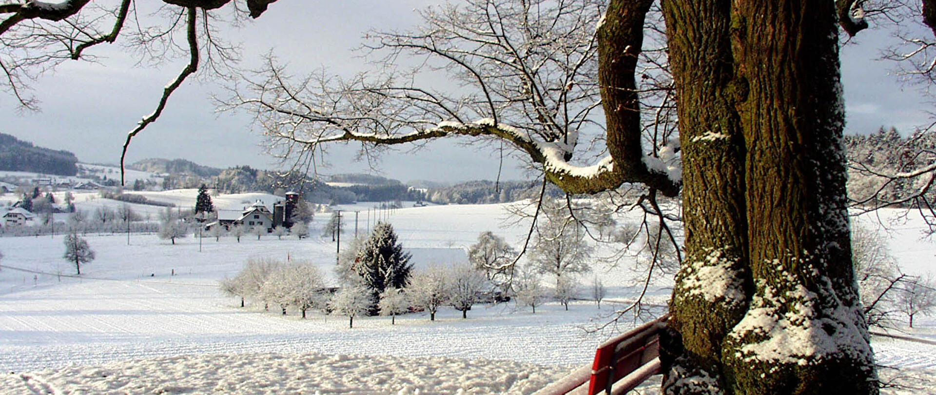 Winterbild mit Baum und Ruhebank