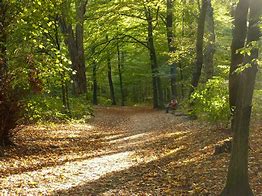 Wald