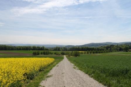 Feldweg mit blühendem Raps