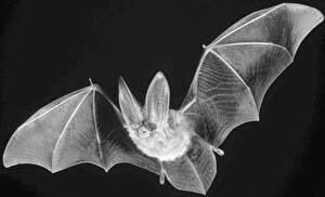Fldermaus