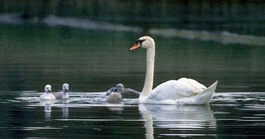 Der Höckerschwan brütet nur vereinzelt auf dem See, da er ein sehr grosses Revier beansprucht, das vom Männchen rabiat verteidigt wird.