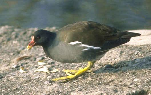 Das Grünfüssige Teichhuhn, neuerdings auch Teichralle genannt, bekommt man bei uns zur Brutzeit nur äusserst selten zu Gesicht, da es seine Jungen sehr heimlich im Schilf aufzieht. Im Herbst ändert es sein Verhalten, kommt an Land und bewegt sich während des ganzen Winters ohne jede Scheu vor dem Menschen am Ufer.