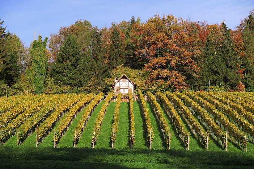 Der Greifenseer Wein stammt aus den Reben im "Chrottenbüel", einem Weinberg südlich vom Wildsberg. 