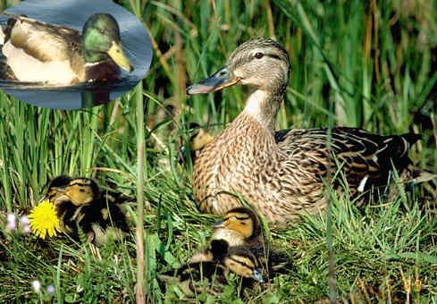 Oben im Kreis ein Erpel. Diese Ente brütet nicht nur am See, sondern auch im Siedlungsgebiet, z.T auf Dachterrassen von Hochhäusern. Die Jungen stürzen sich nach dem Schlüpfen unbeschadet in die Tiefe zu ihrer am Fusse des Gebäudes ständig lockenden Mutter und werden von ihr dann im Fussmarsch zum Wasser geführt.