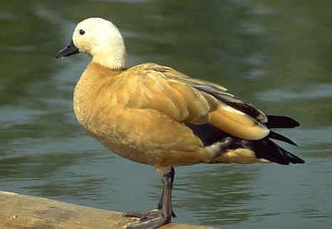 Auch die Rostgans ist ein Neuankömmling. Sie brütete erstmals im Jahre 1996 auf dem Dachboden eines alten Hauses auf der Forch, von wo sie ihre Jungen nach dem Schlüpfen auf dem Fussmarsch an den 2 km entfernten See führte. Als Höhlenbrüterin sucht sie in alten hohen Gebäuden nach Brutplätzen, da sie bei uns kaum Naturhöhlen findet.