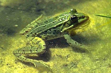 Der durch sein Quarren bekannte Wasserfrosch lebt das ganze Jahr im Wasser. Den Winter verschläft er jeweils im Schlamm auf dem Grund des von ihm bewohnten Gewässers.

