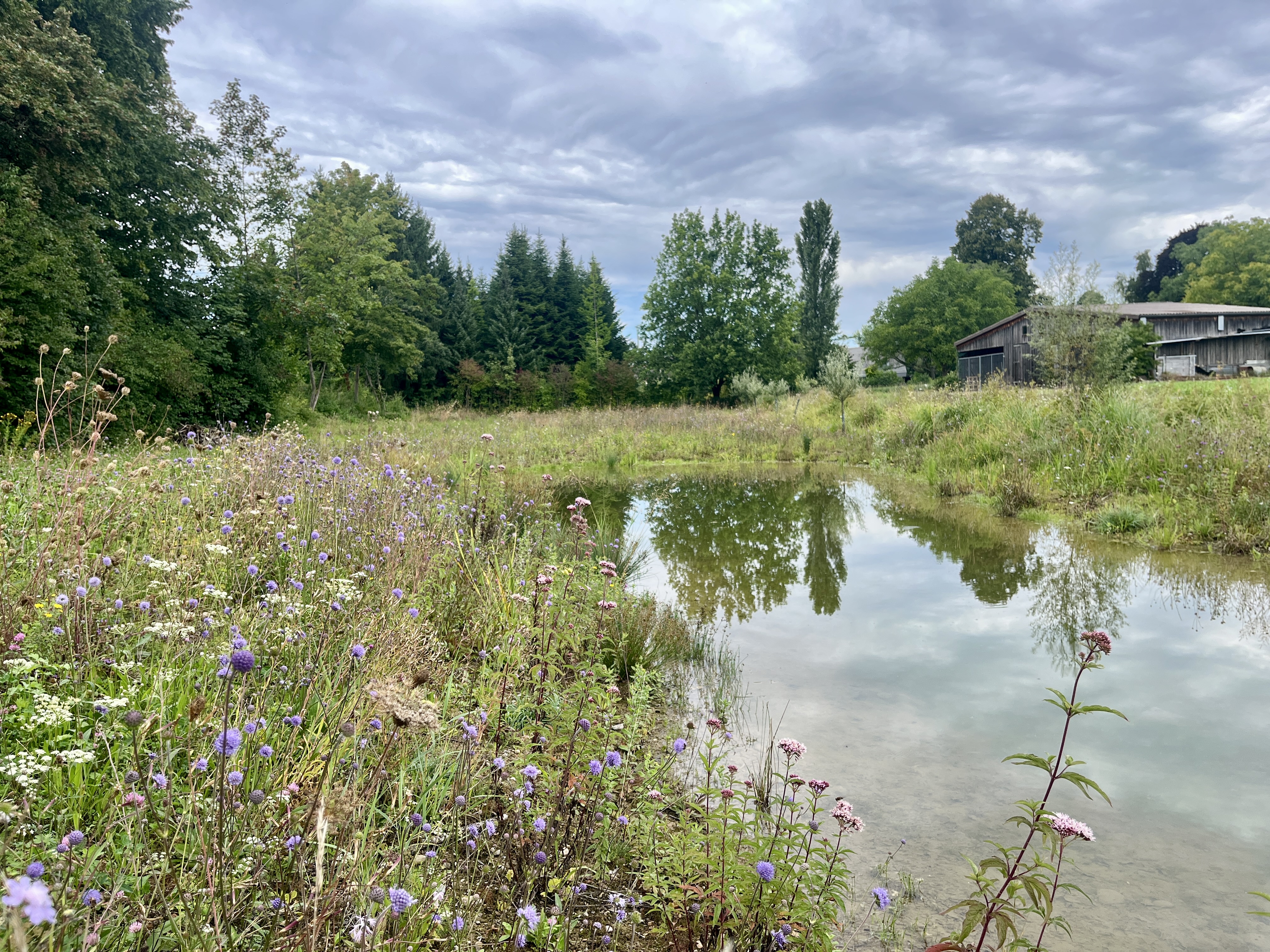 Weiher im Herbst 2025 mit Teufelsabbiss