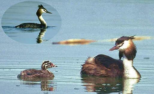 Der Haubentaucher, Charaktervogel unseres Sees, hier mit einem ca. zweiwöchigen Jungen. Im Gegensatz zu andern Gewässern ist bei uns sein Nest fast nie zu sehen, da er es regelmässig versteckt im Schilf anlegt. Einige Tage nach dem Schlüpfen der Jungen tritt er mit ihnen aus dem Schilf aus und führt sie volle zwei Monate lang.