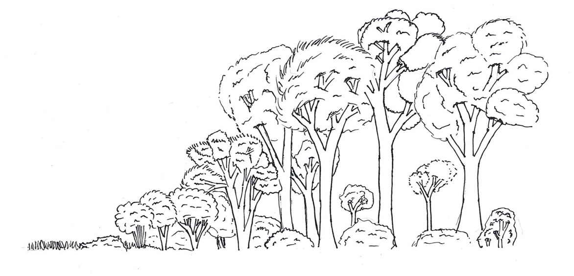 Übergang zwischen Offenland und Wald