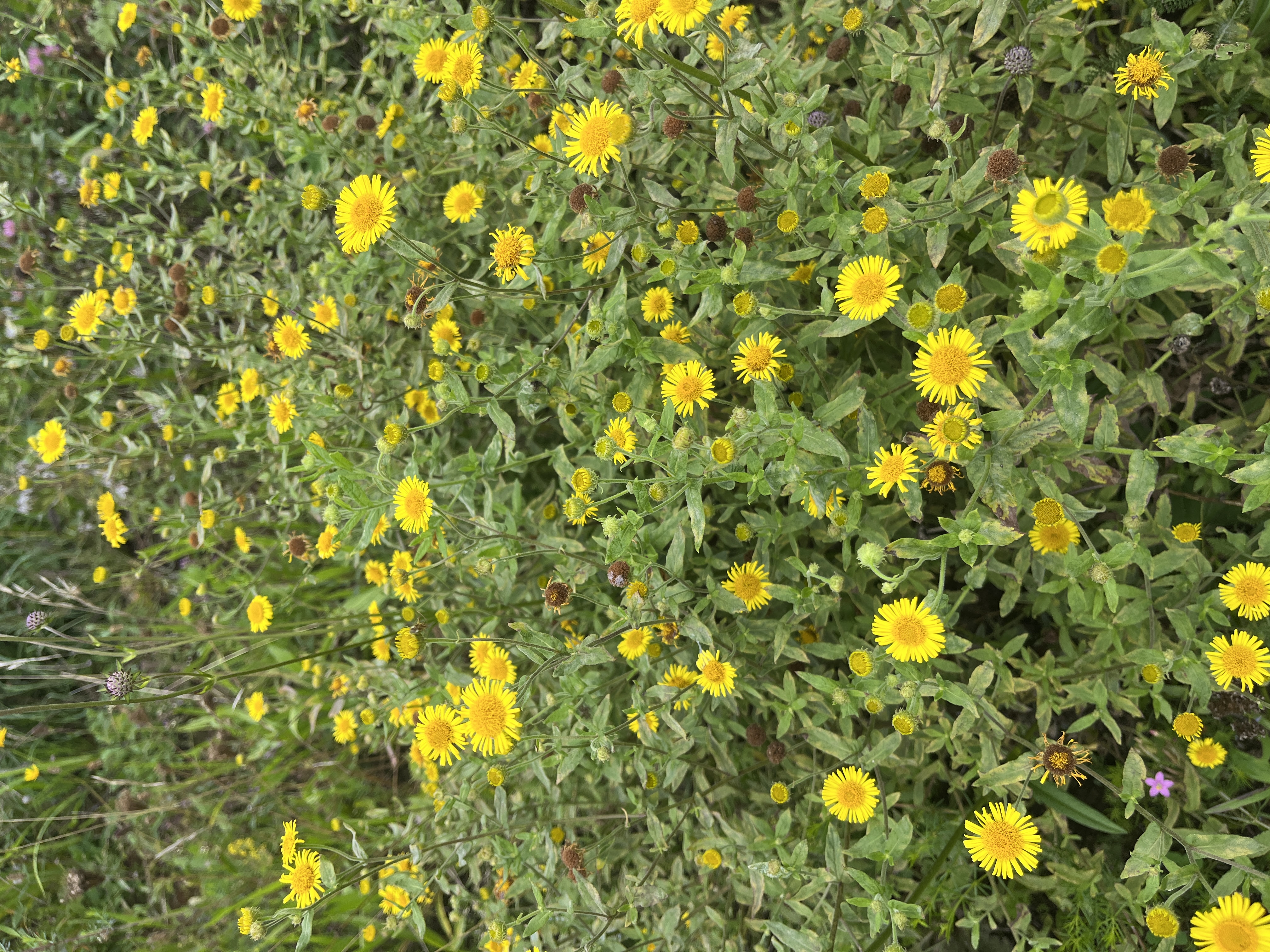Grosses Flohkraut