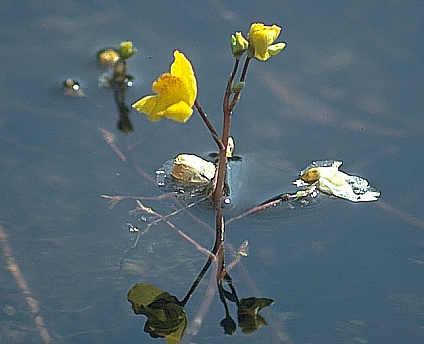 Auf den von der "Arbeitsgruppe Naturschutz Greifensee" am Seeufer angelegten Amphibienteichen treffen wir zuweilen den gelb blühenden Wasserschlauch, eine fleischfressende Pflanze, die Insekten fängt und verdaut.