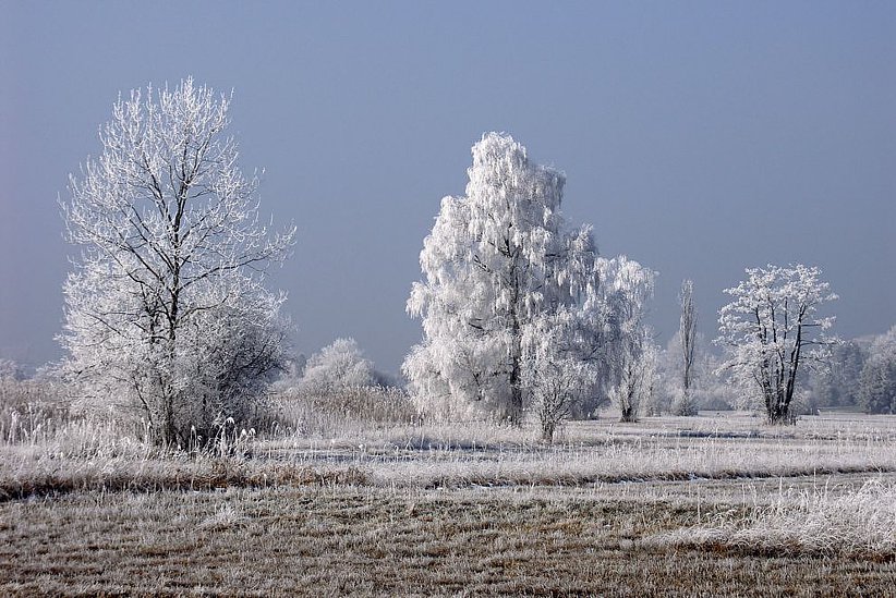 Riedlandschaft in Weiss, zwischen Greifensee und Schwerzenbach.
