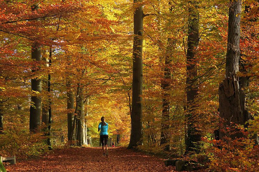 Im Herbst ist der Wanderweg von Greifensee nach Niederuster besonders farbig.