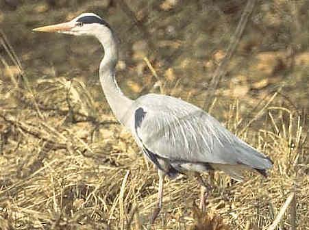 Ständiger Gast auf dem See. Eine Brutkolonie befindet sich seit Jahren in einem kleinen Wäldchen zwischen Riedikon und Mönchaltorf. Oft sieht man ihn auch auf Wiesen, wo er auf Mäuse lauert.