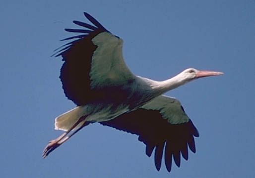 Der Storch ist ein sehr schlechter Flieger, aber ein hervorragender Gleiter und Segler, weshalb er für längere Strecken der Thermik bedarf, die er nur über dem Festland findet.