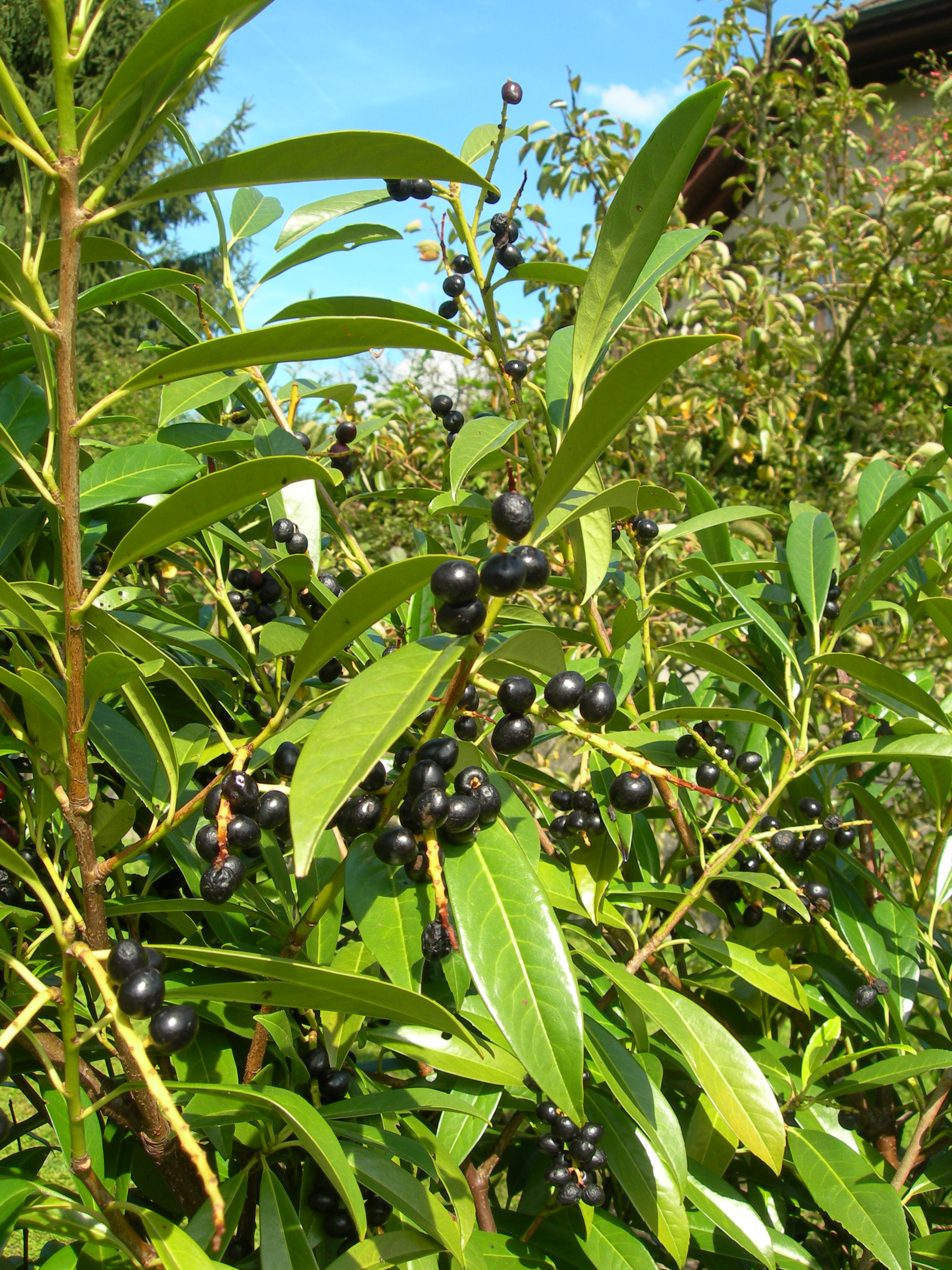 Kirschlorbeer mit den typisch schwarzen Beeren