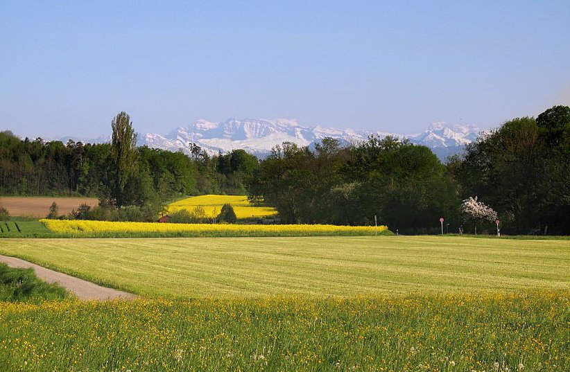 Das Landwirtschaftsgebiet östlich des Städtchens Greifensee. Im Hintergrund der Glärnisch. 