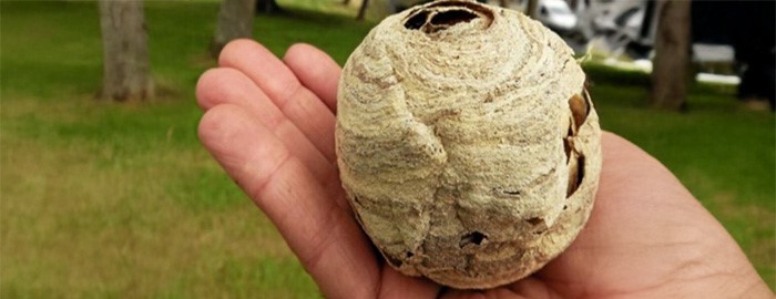 Primärnest Asiatische Hornisse