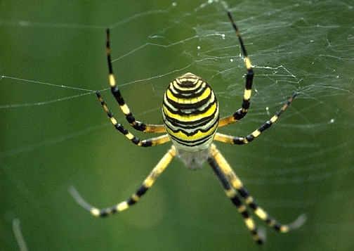 Die wunderschöne, grosse Zebraspinne, auch Wespenspinne genannt, baut ihr Fangnetz zwischen die Halme der Riedvegetation und ernährt sich vor allem von Heuschrecken.