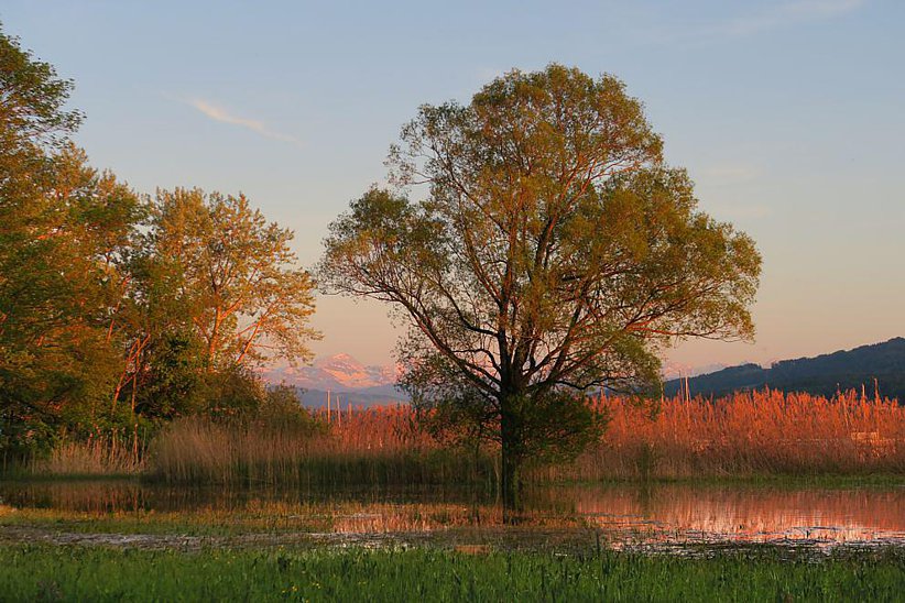 Nach grösseren Regenfällen wird das Ried am Greifensee überschwemmt.