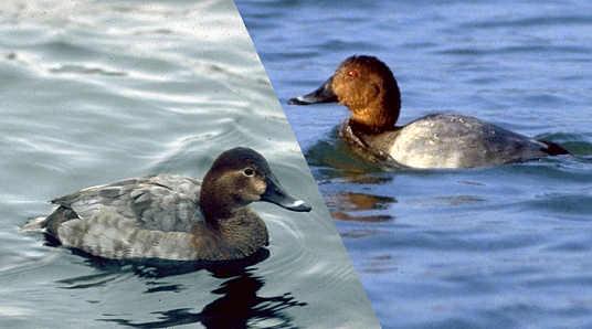 Rechts der Erpel, links die Ente. Brütet nicht auf dem See, ist aber regelmässiger Überwinterer. Kommt vielfach schon im August, um hier im Schilf ihr Grossgefieder zu wechseln.

