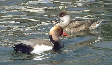 Kolbenente, vorn der Erpel, hinten die Ente. Seit 1983 vereinzelt Brutvogel auf dem Greifensee. Brütete das erste Mal und später nochmals unmittelbar neben der von Menschen belebten Badi!