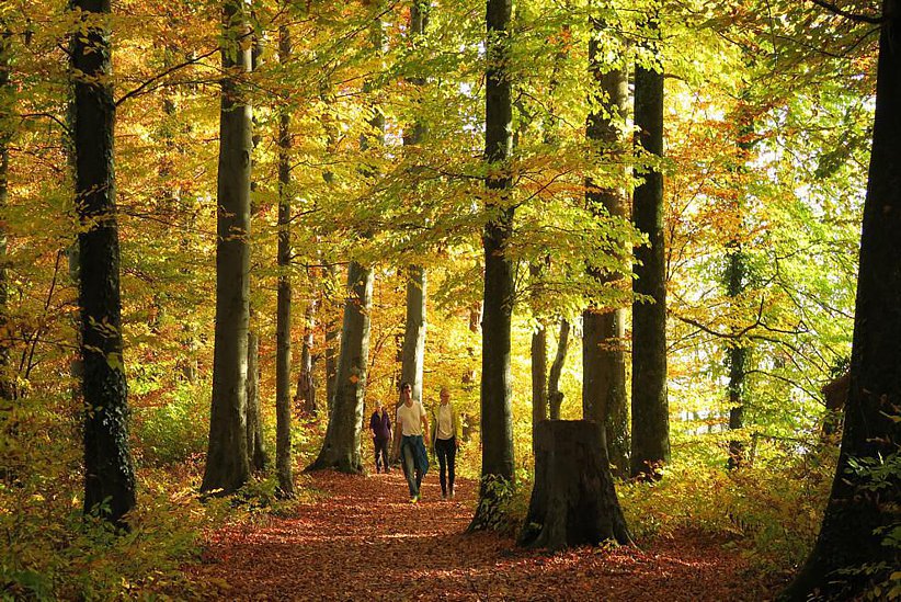 Der Wanderweg zwischen Greifensee und Uster (dem See entlang) im Herbst.