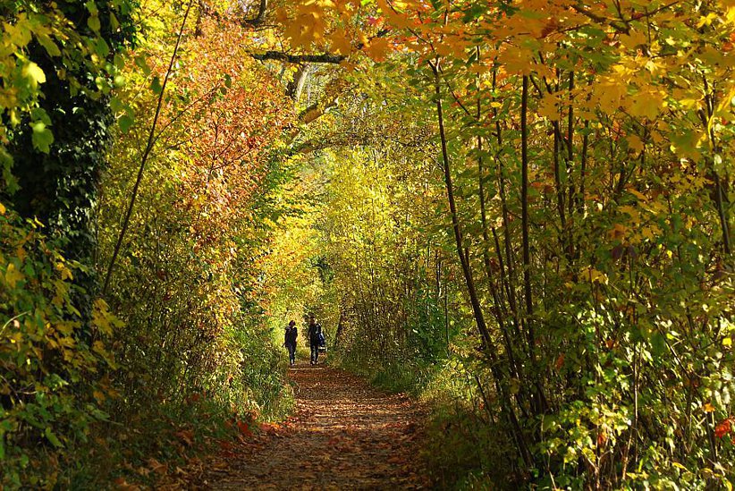 Dafür empfiehlt sich der Seewanderweg zwischen dem Städtchen Greifensee und Niederuster.