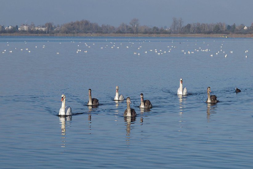 Schwaneneltern mit ihren Jungtieren unterwegs auf dem Greifensee. Junge Schwäne haben ein graubraunes Gefieder, das im Laufe des ersten Lebensjahres zunehmend heller wird. 