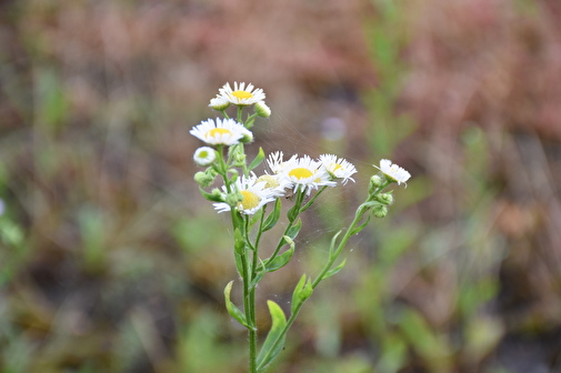 Einjähriges Berufkraut in der Blüte