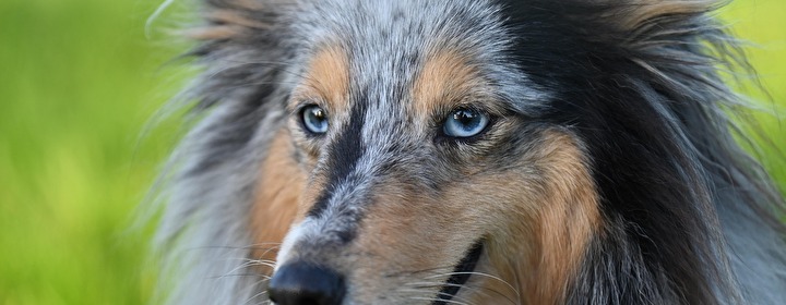 Foto Shetland Schäferhund