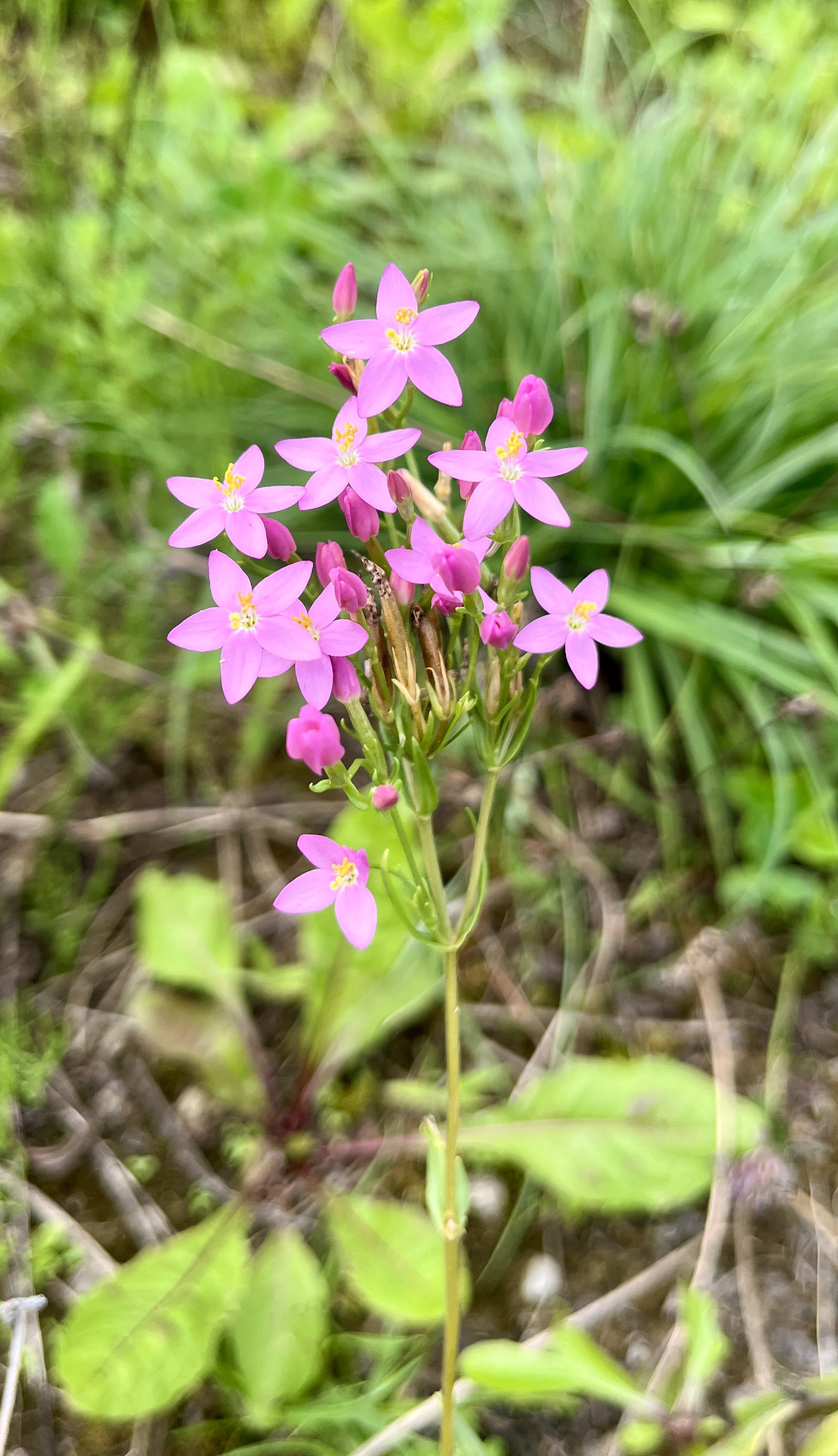 Tausendgüldenkraut