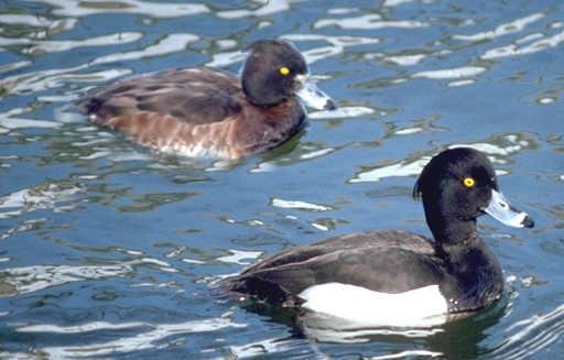 Die Reiherente, vorn der Erpel, hinten die Ente, überwintert auf dem See und beschafft sich ihre Nahrung tauchend. Da sie ihr Brutgebiet ausdehnt, ist damit zu rechnen, dass sie über kurz oder lang auch auf unserem See als Brutvogel auftaucht .