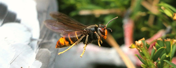 Asiatische Hornisse in der Natur