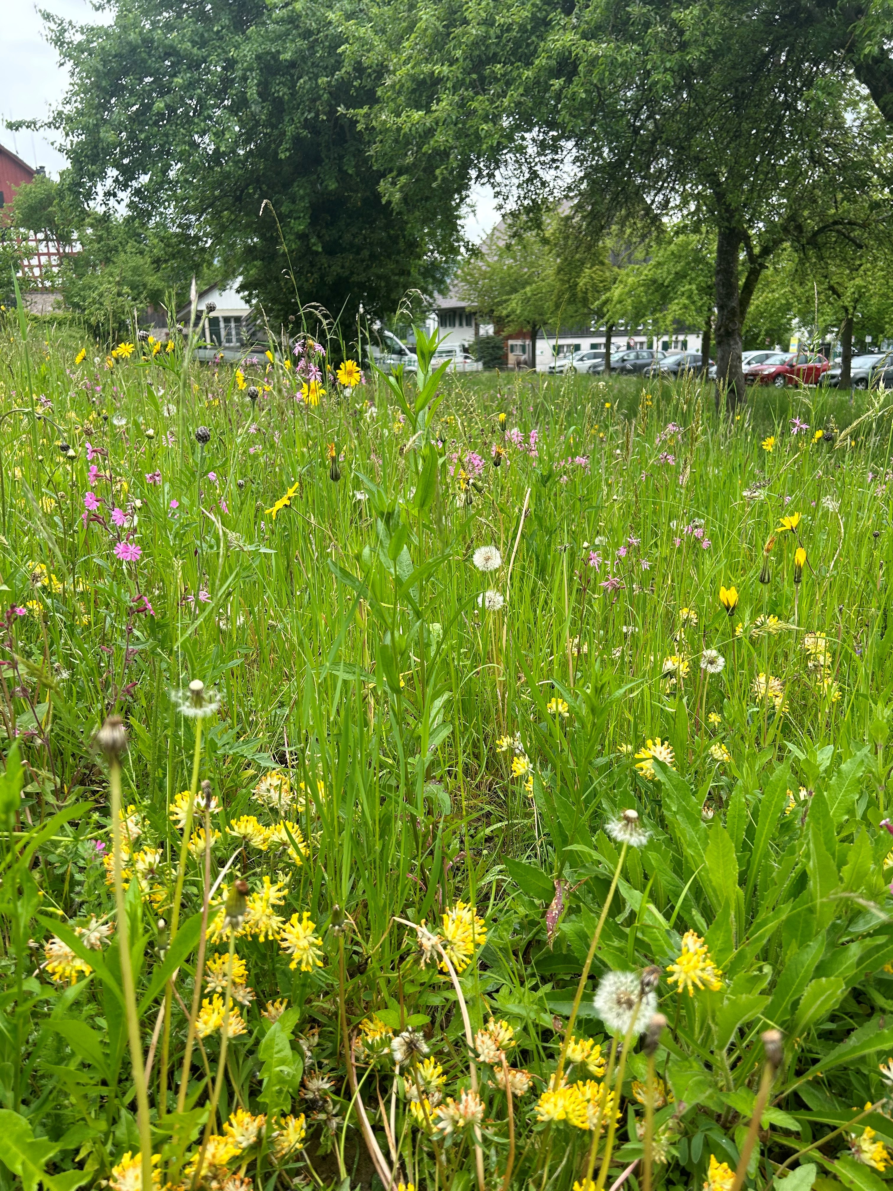 Wiese bei Milchhütte