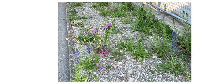 Wildpflanzen und blühende Blumen