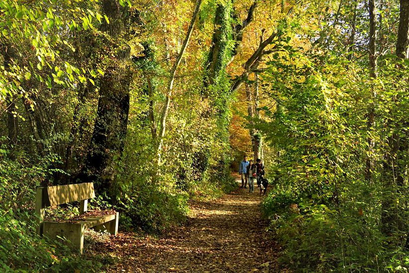 auf den Wanderweg dem See entlang, zwischen Greifensee und Niederuster.
