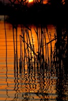 Abendstimmung Greifensee
