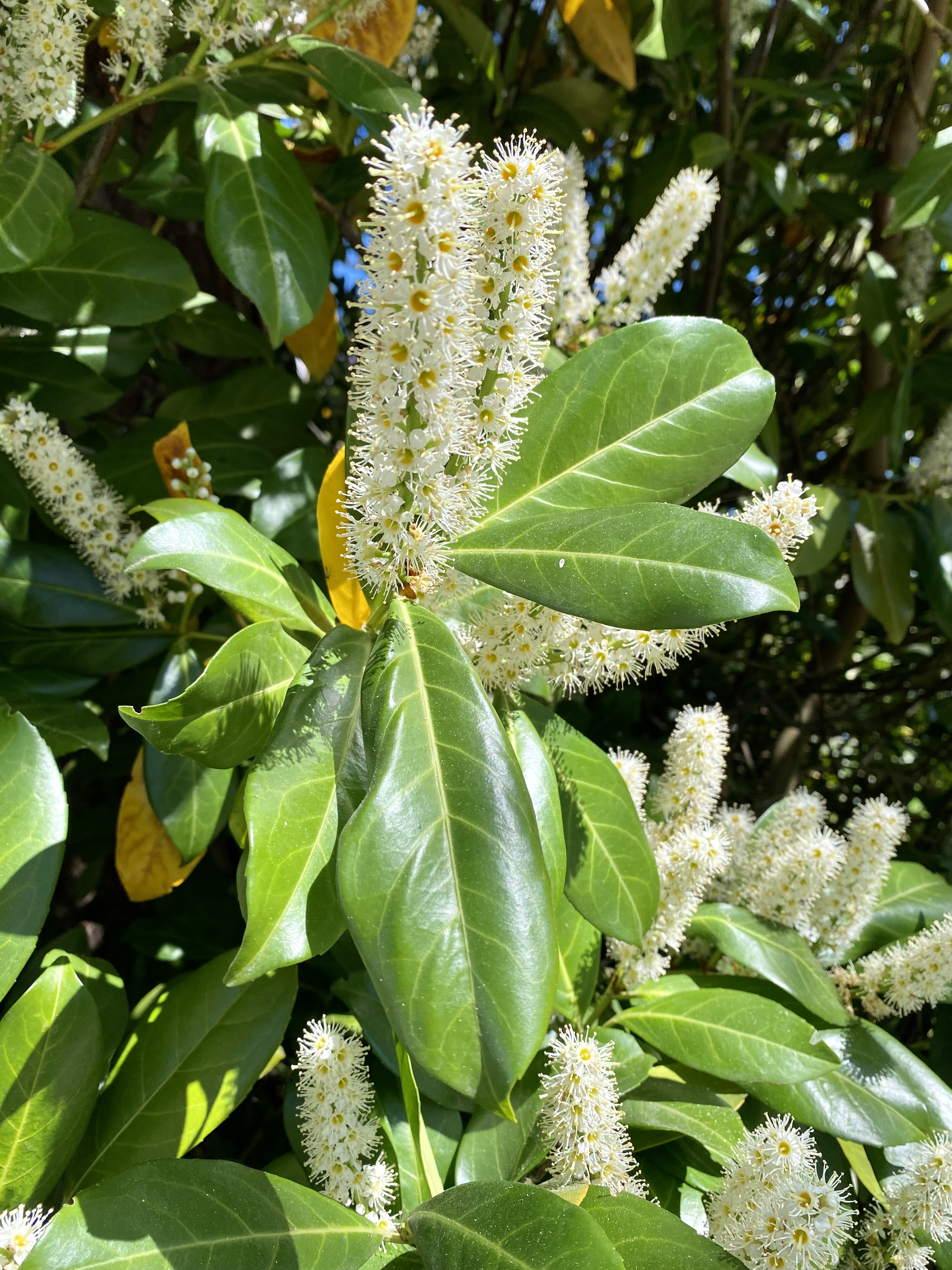 Kirschlorbeer in voller Blüte