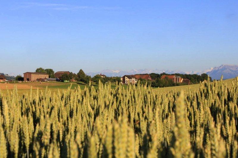 Kornfeld in Wilihof