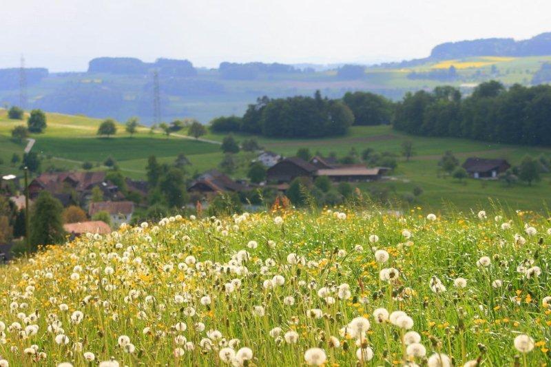 Frühlingswiese in Kulmerau