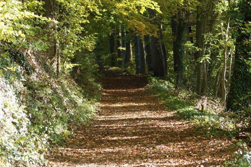 Rütihubelstrasse